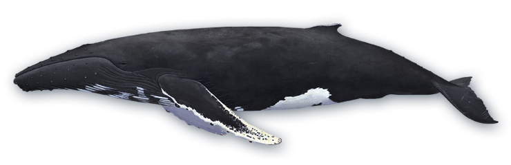 Baleine PNG Telecharger