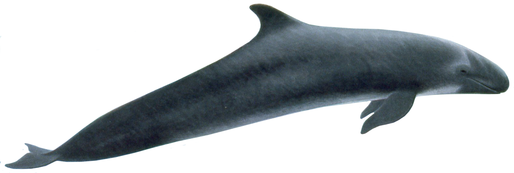 Baleine Telecharger Gratuit PNG