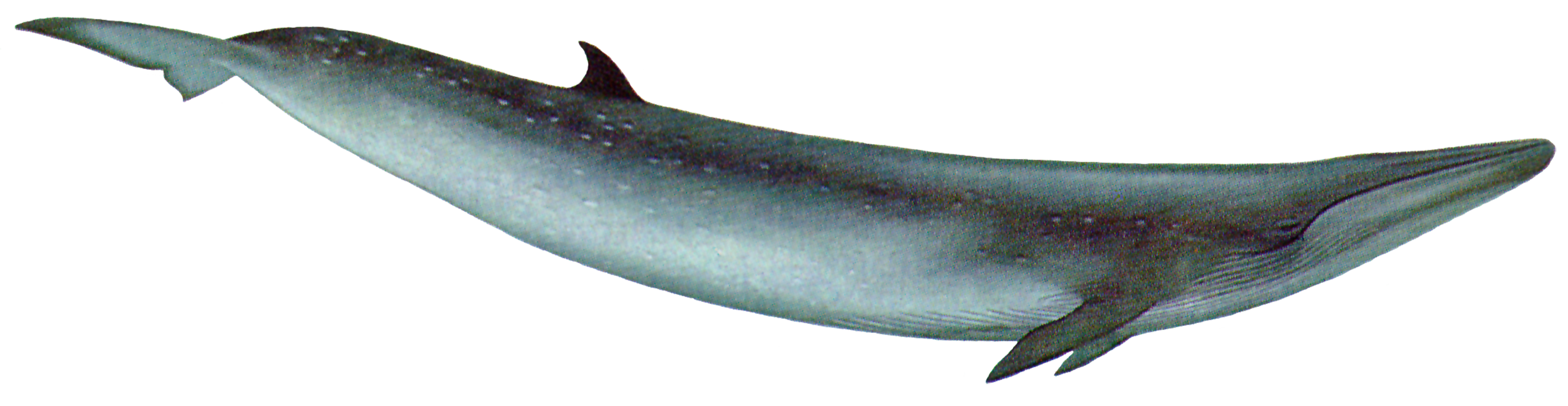 Baleine Telecharger PNG