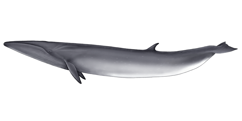 Baleine Transparentes Fond PNG