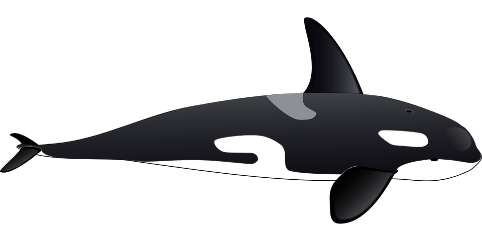 Baleine Transparentes Gratuit PNG