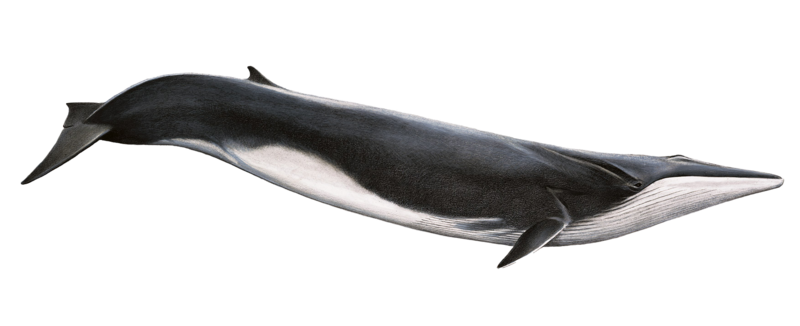 Baleine Transparentes Image
