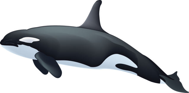Baleine Transparentes PNG De Fichier