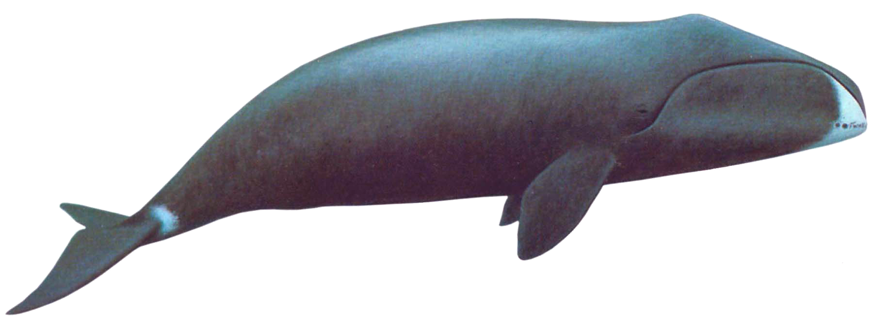 Baleine Transparentes PNG