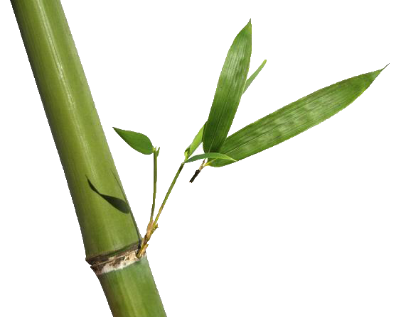 Bambou Fond PNG Image