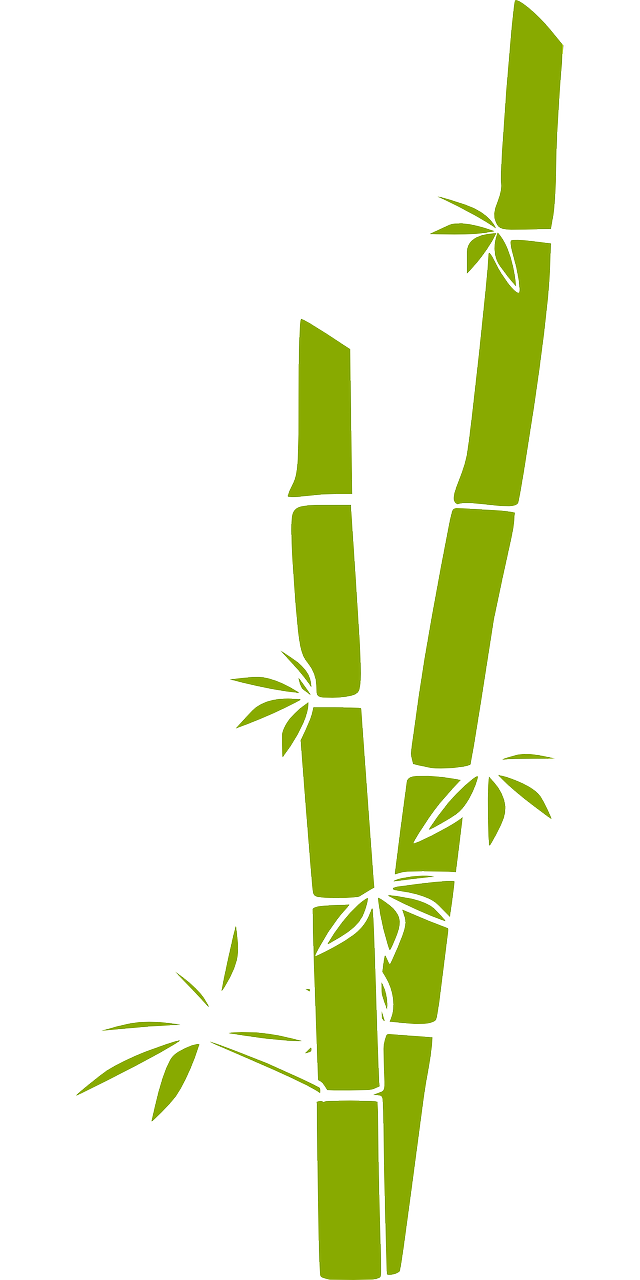 Bambou Transparentes PNG