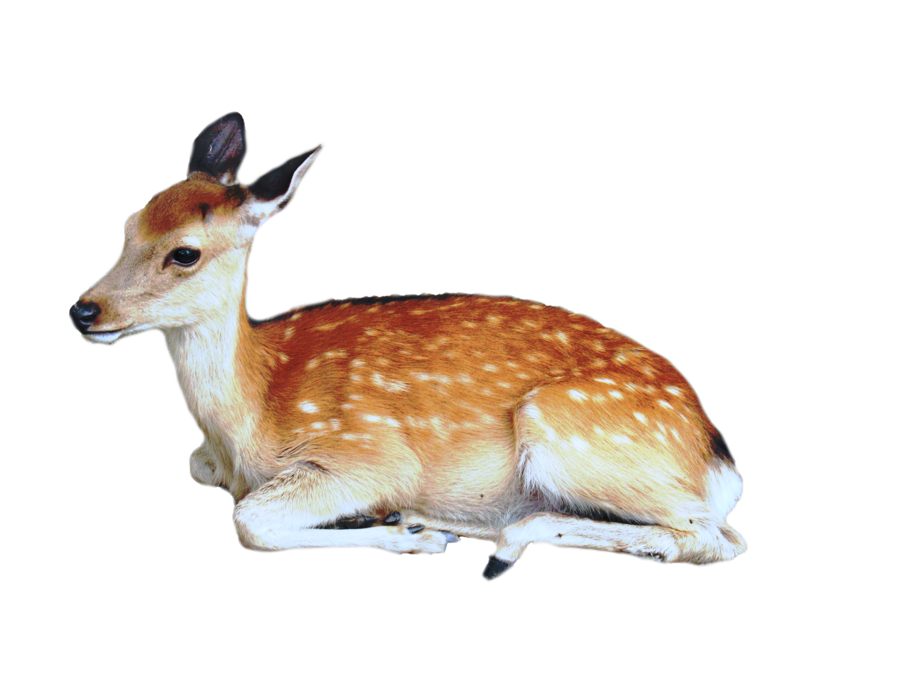 Cerf PNG Photo Fond
