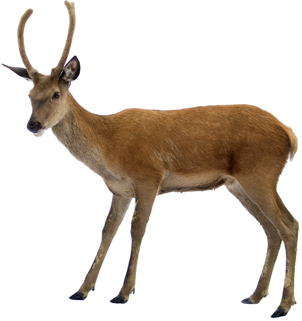 Cerf Telecharger PNG