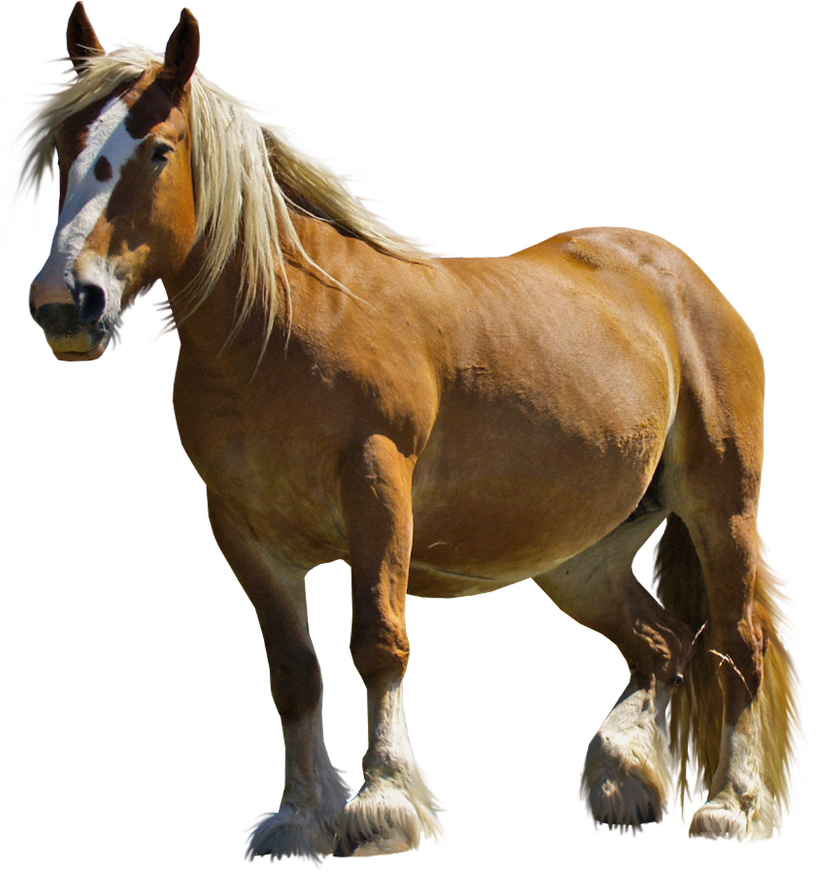 Cheval Fond PNG Image