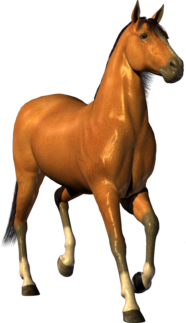 Cheval PNG Fond Image