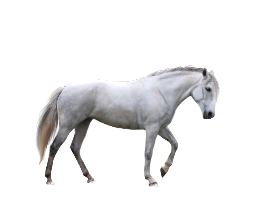 Cheval Telecharger PNG