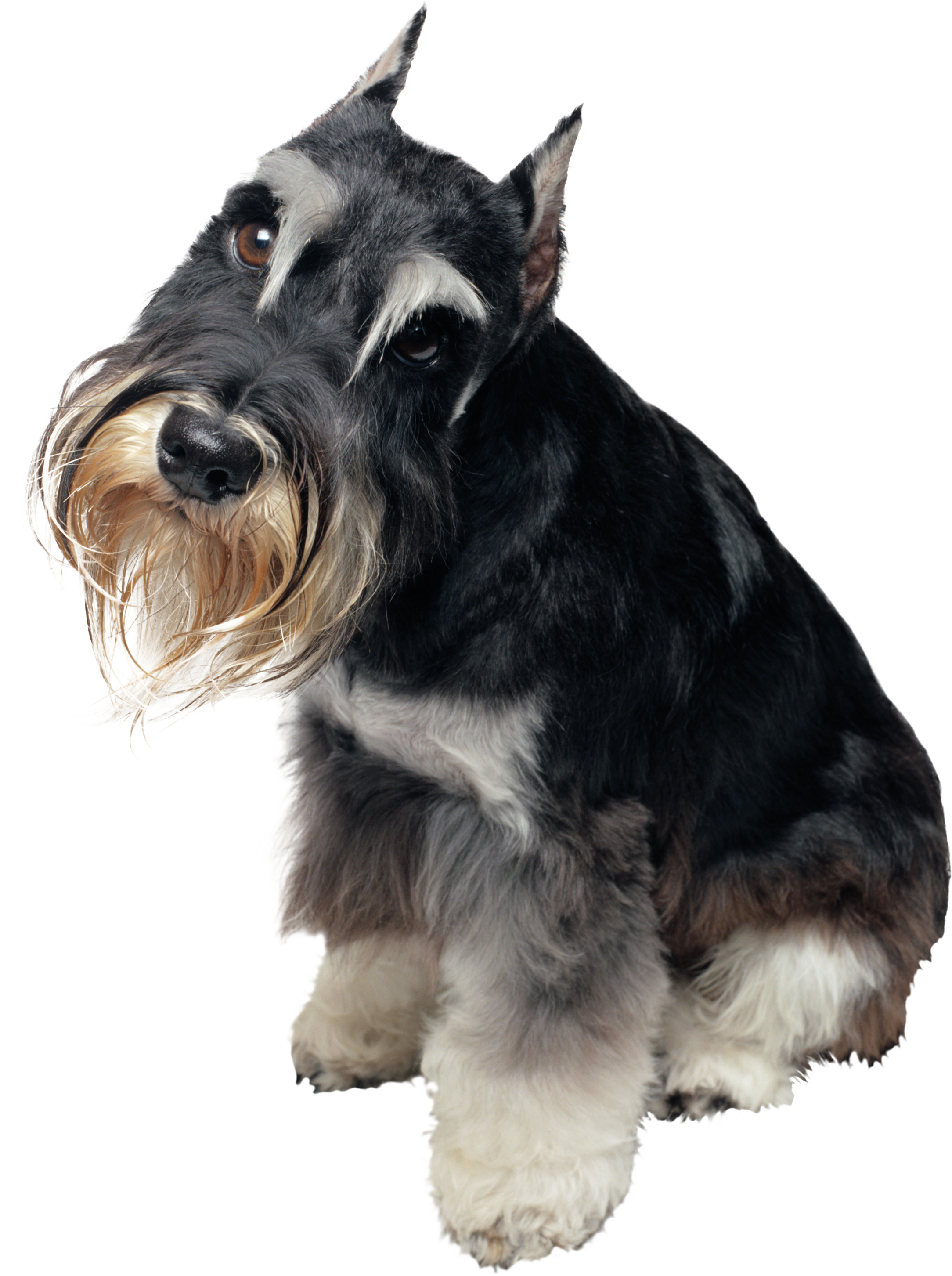 Chien Fond PNG Image