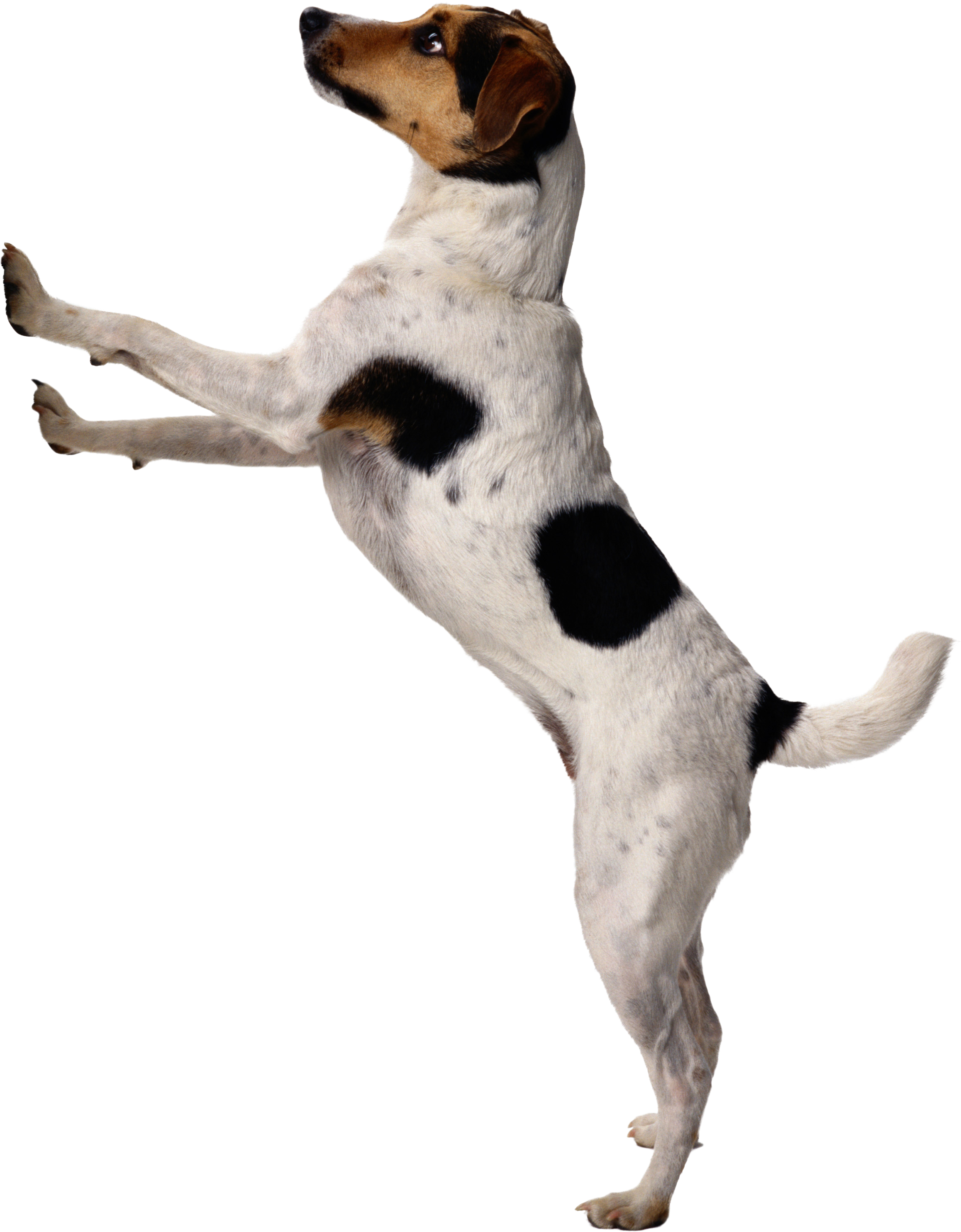 Chien PNG Photo Fond