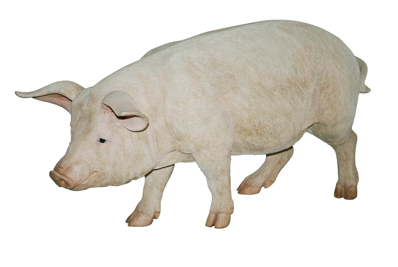 Cochon Transparentes Image