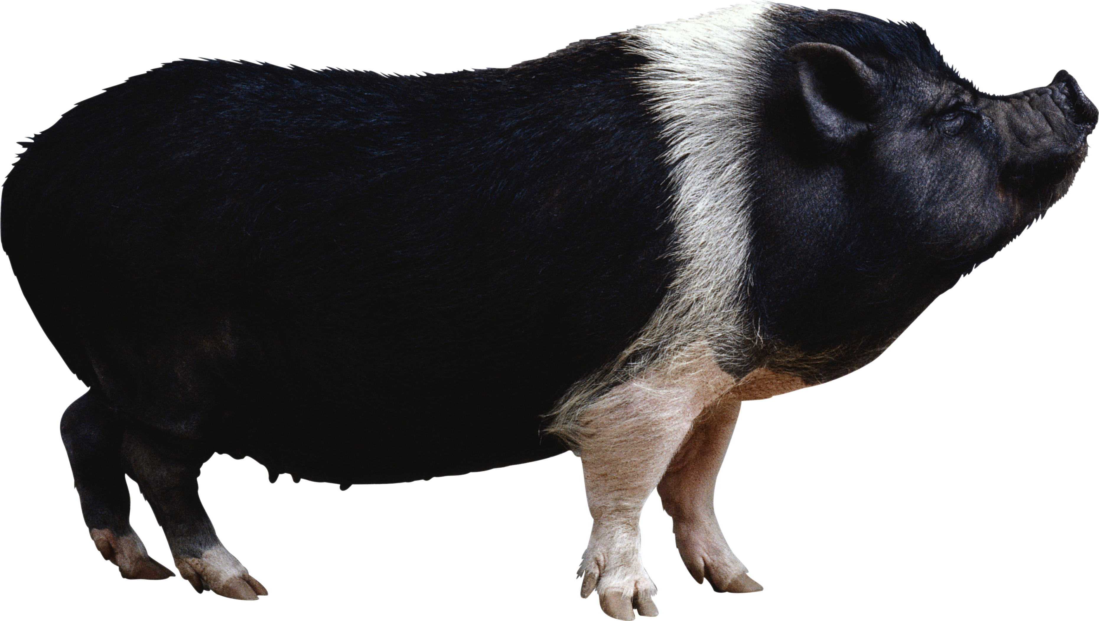 Cochon Transparentes PNG