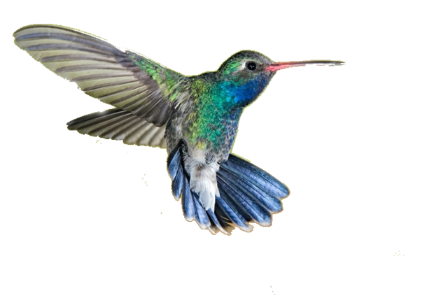 Colibri PNG Fond Image