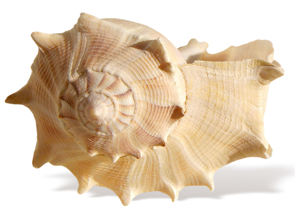 Coquillage Fond PNG Image