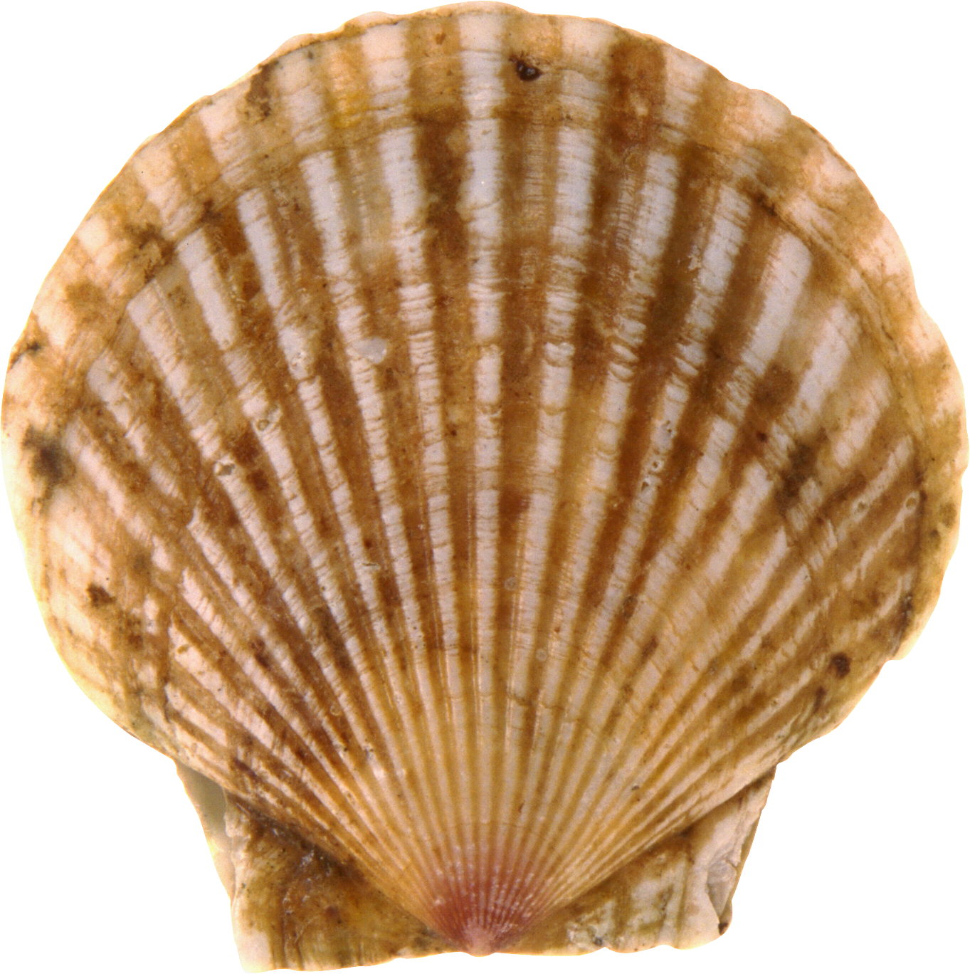 Coquillage PNG Photo Fond