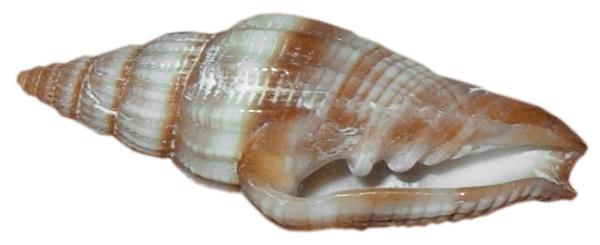 Coquillage Transparentes Fond PNG