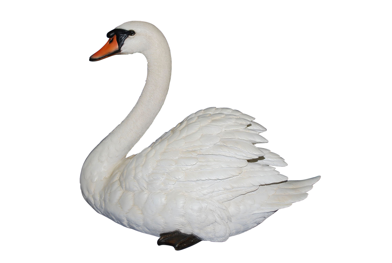 Cygne PNG Telecharger Fond