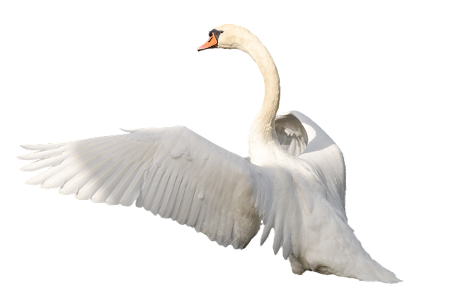 Cygne PNG Telecharger