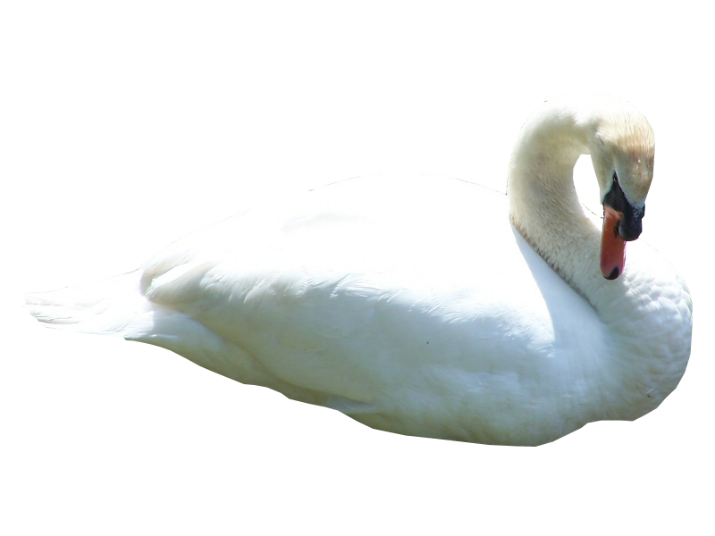 Cygne Telecharger PNG