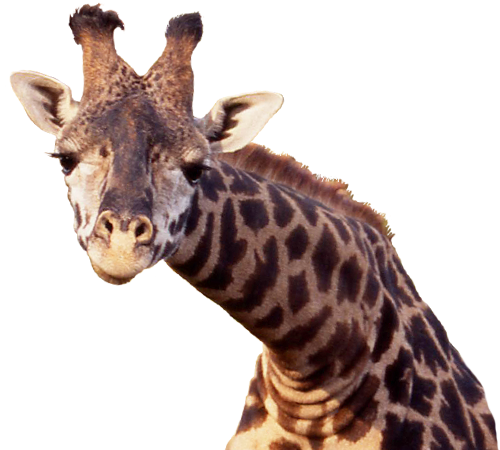 Girafe De Fichier PNG