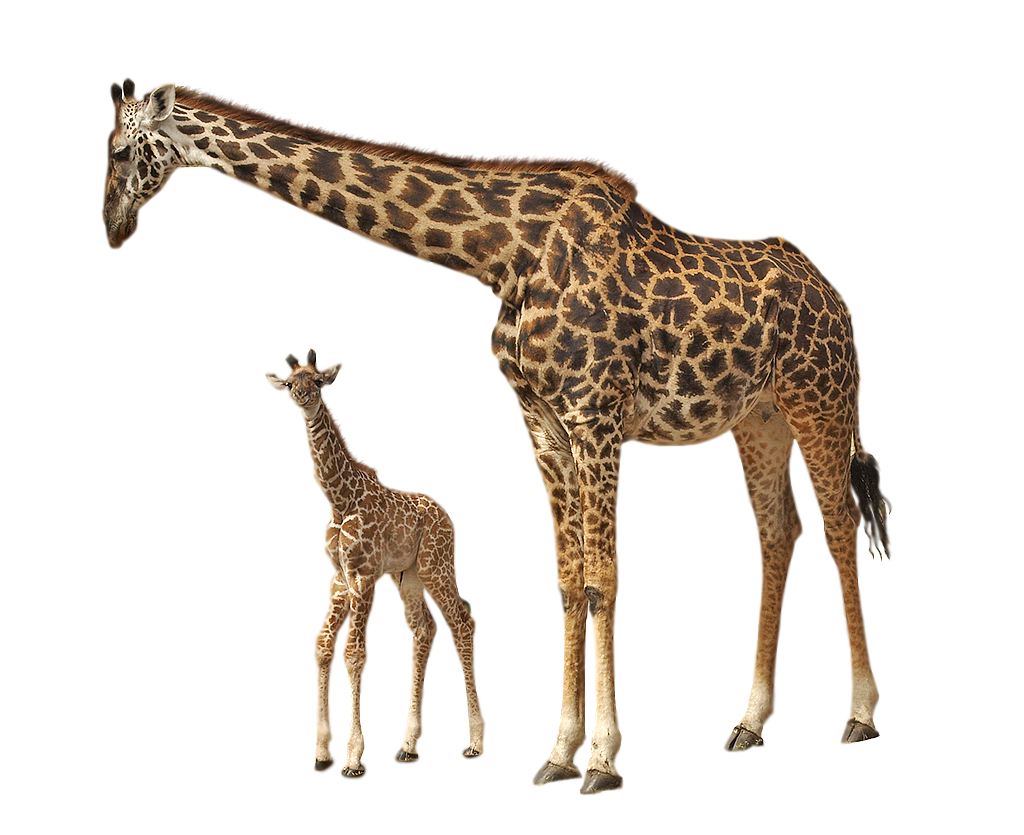 Girafe PNG De Fichier Telecharger