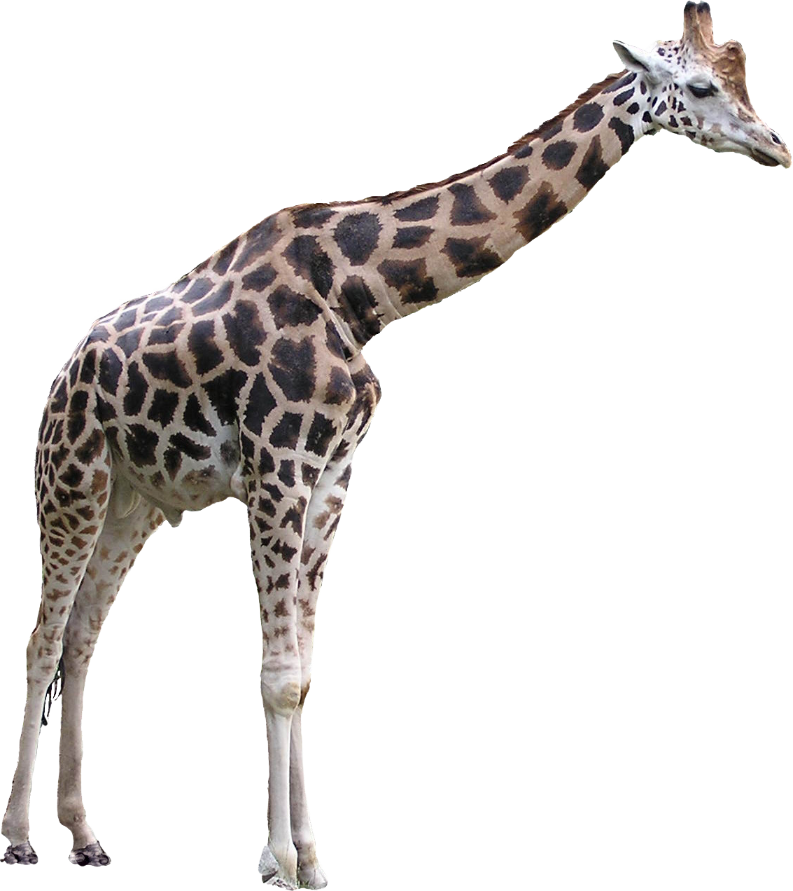 Girafe PNG Gratuit Telecharger