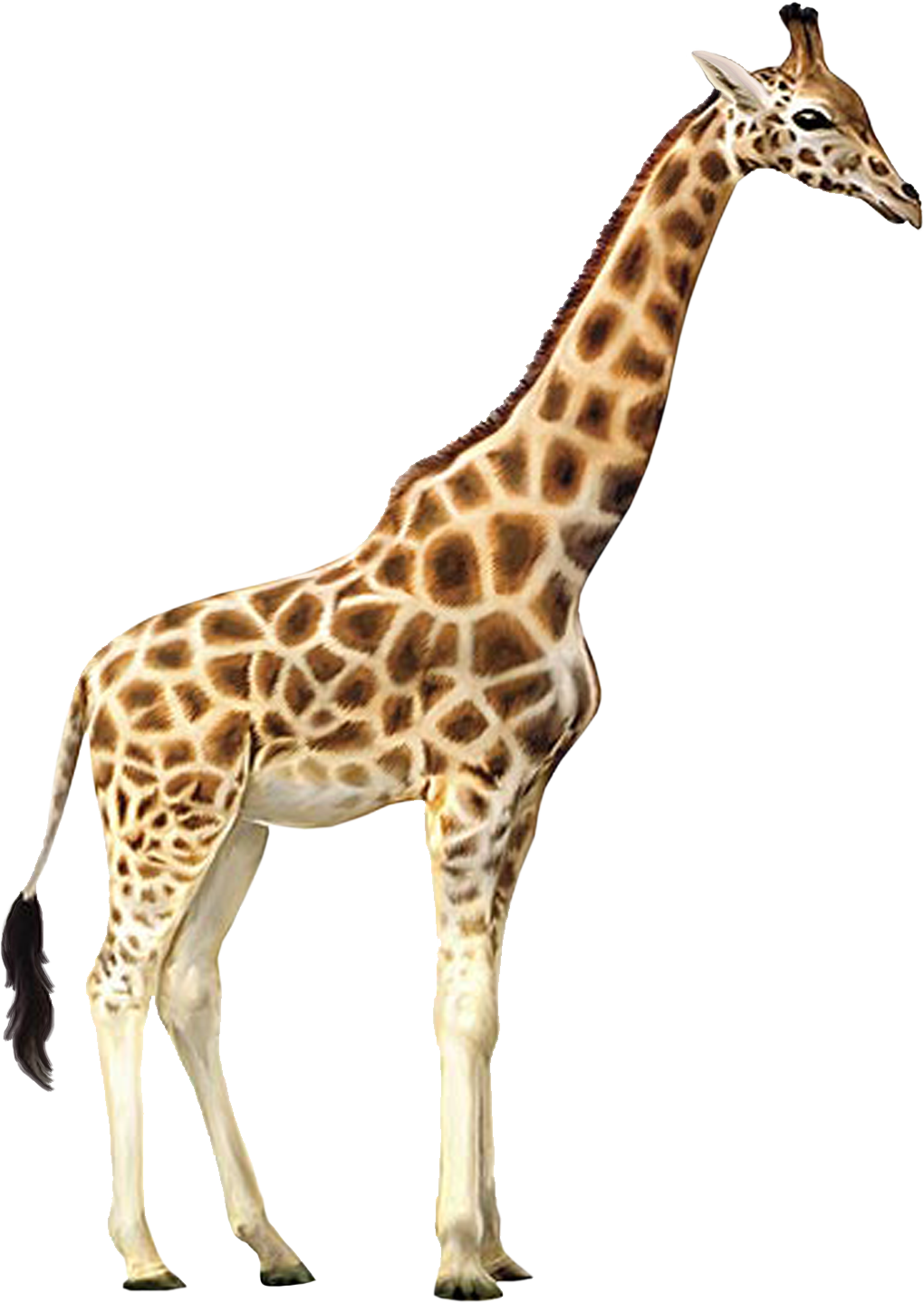 Girafe PNG Telecharger Fond