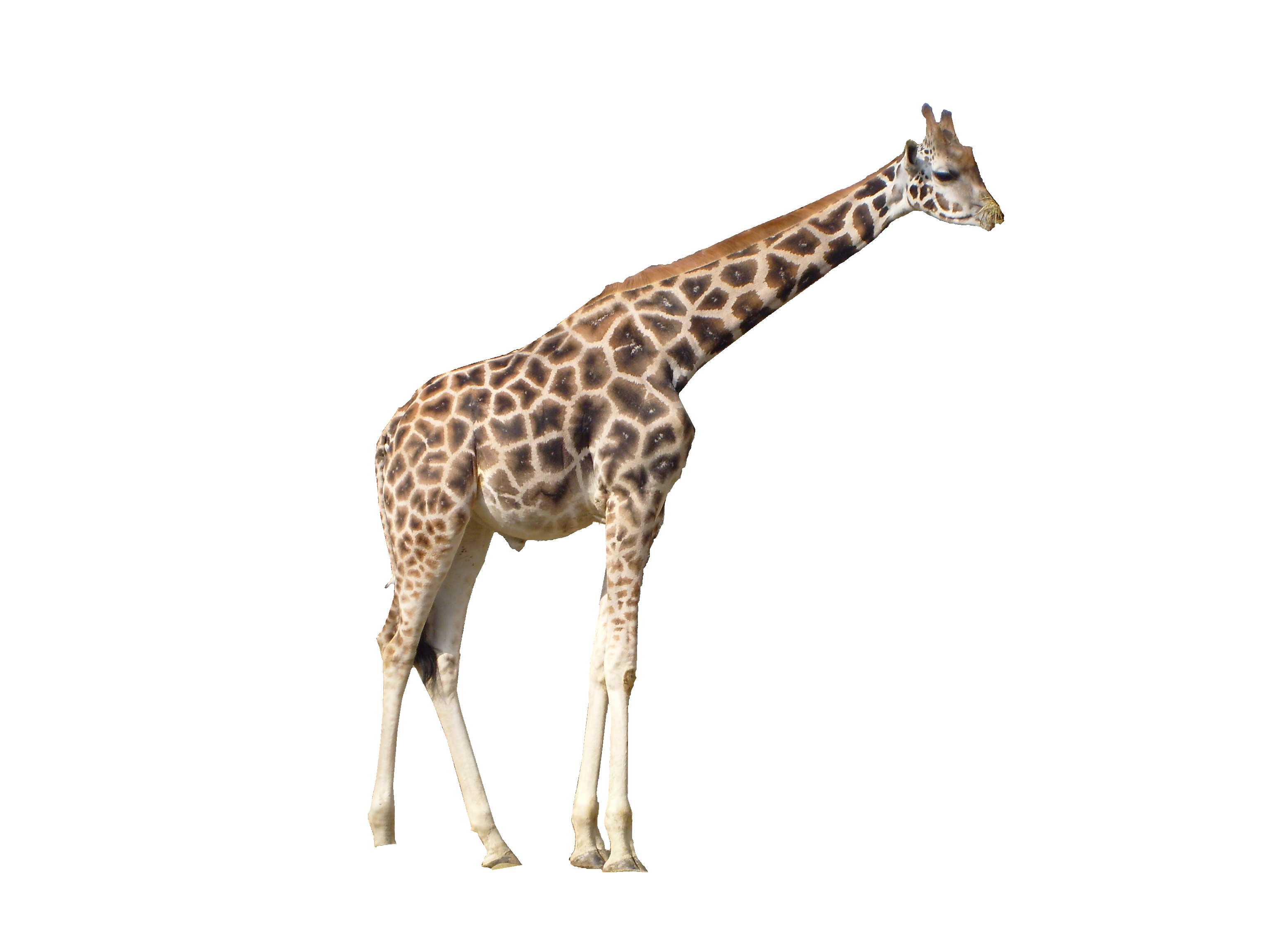 Girafe Telecharger Gratuit PNG
