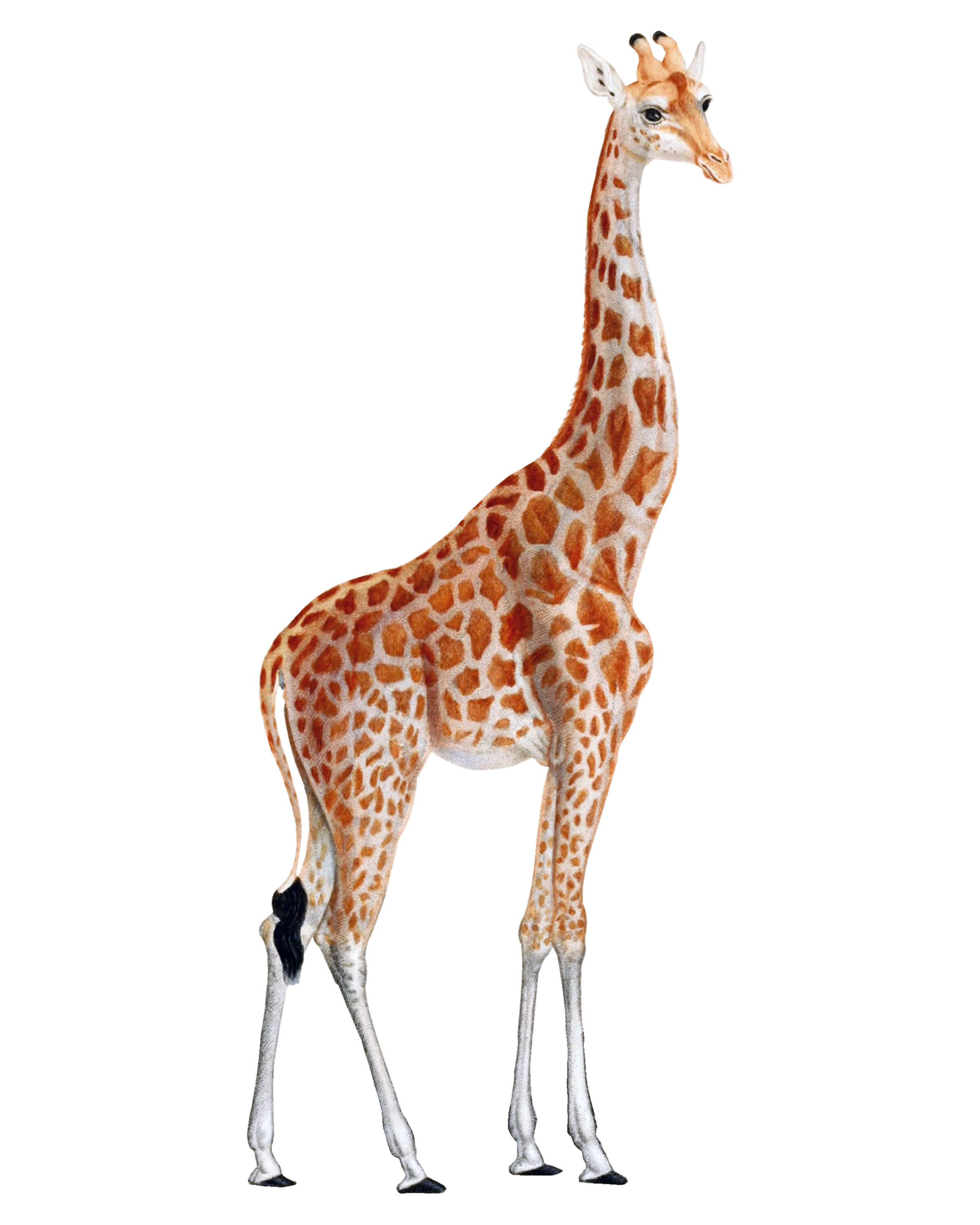Girafe Telecharger PNG