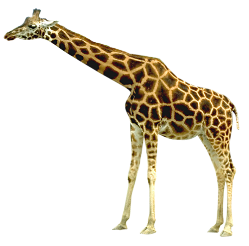 Girafe Transparentes Fond PNG