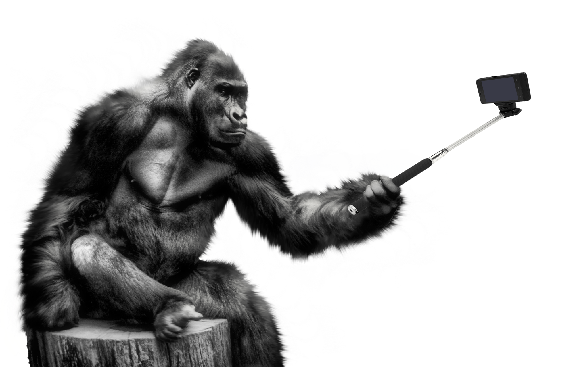 Gorille De Fichier PNG