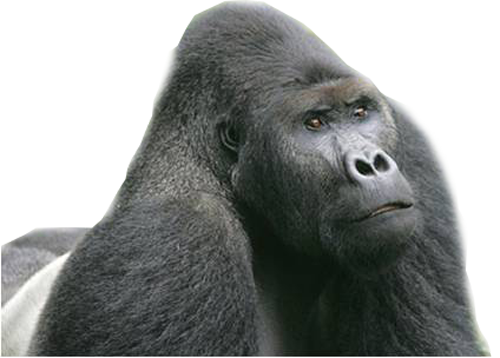 Gorille PNG Gratuit Telecharger