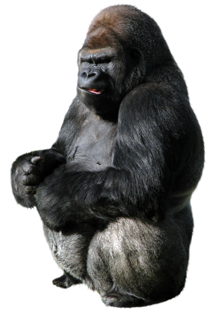 Gorille Telecharger Gratuit PNG