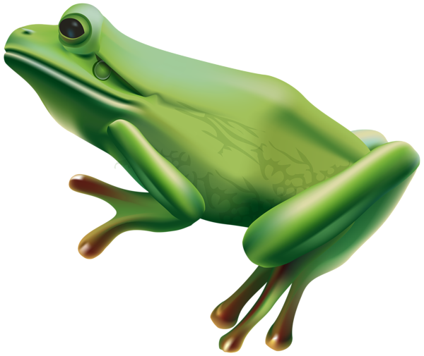 Grenouille Fond PNG Image