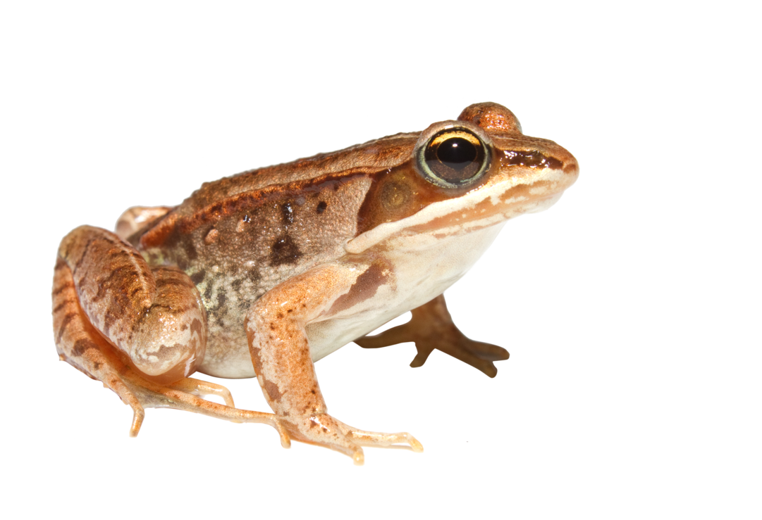 Grenouille PNG Fond Image