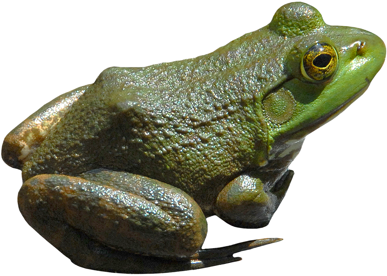 Grenouille PNG Fond Telecharger