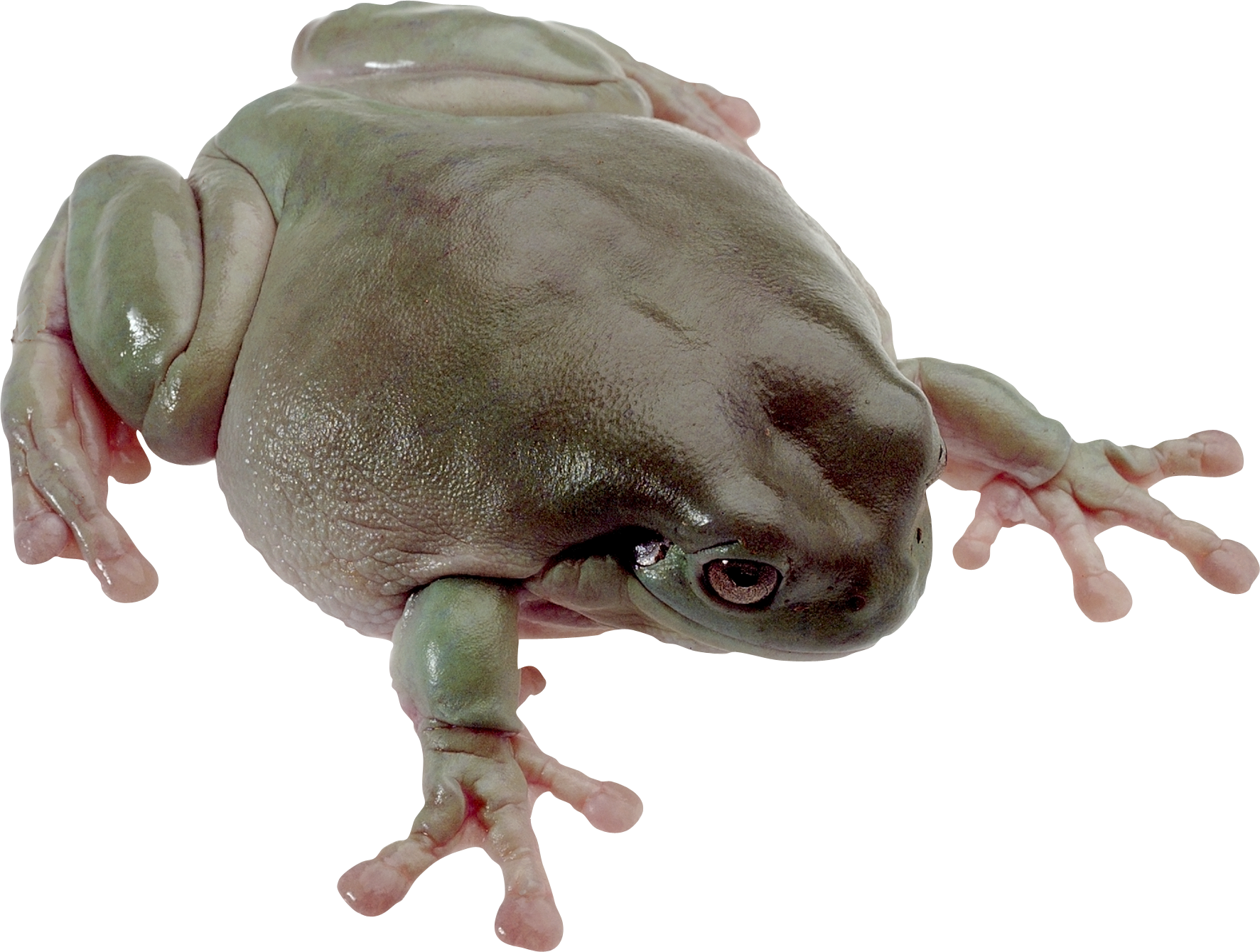 Grenouille PNG Fond