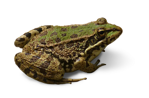 Grenouille PNG Photo Fond