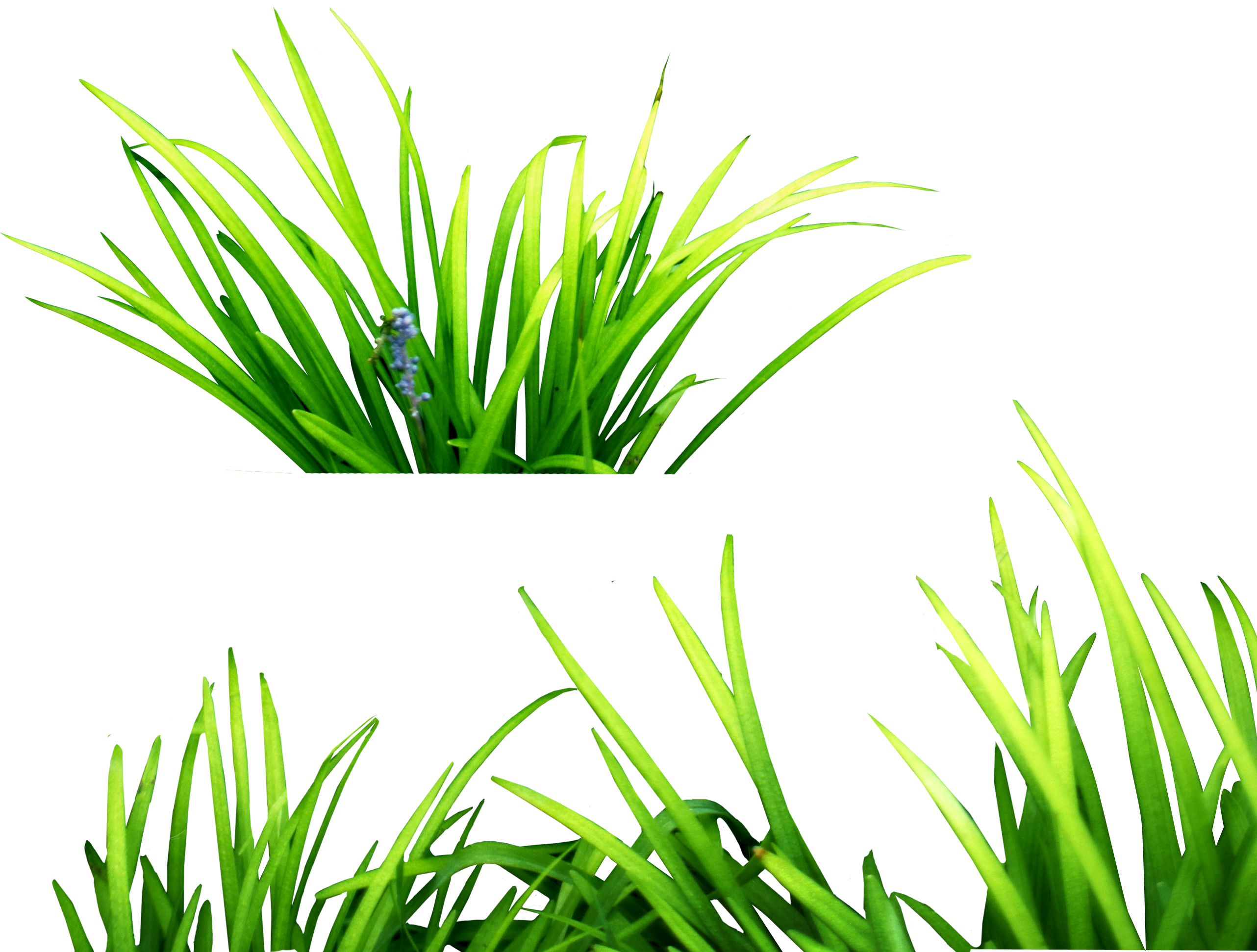 Herbe Fond PNG Image