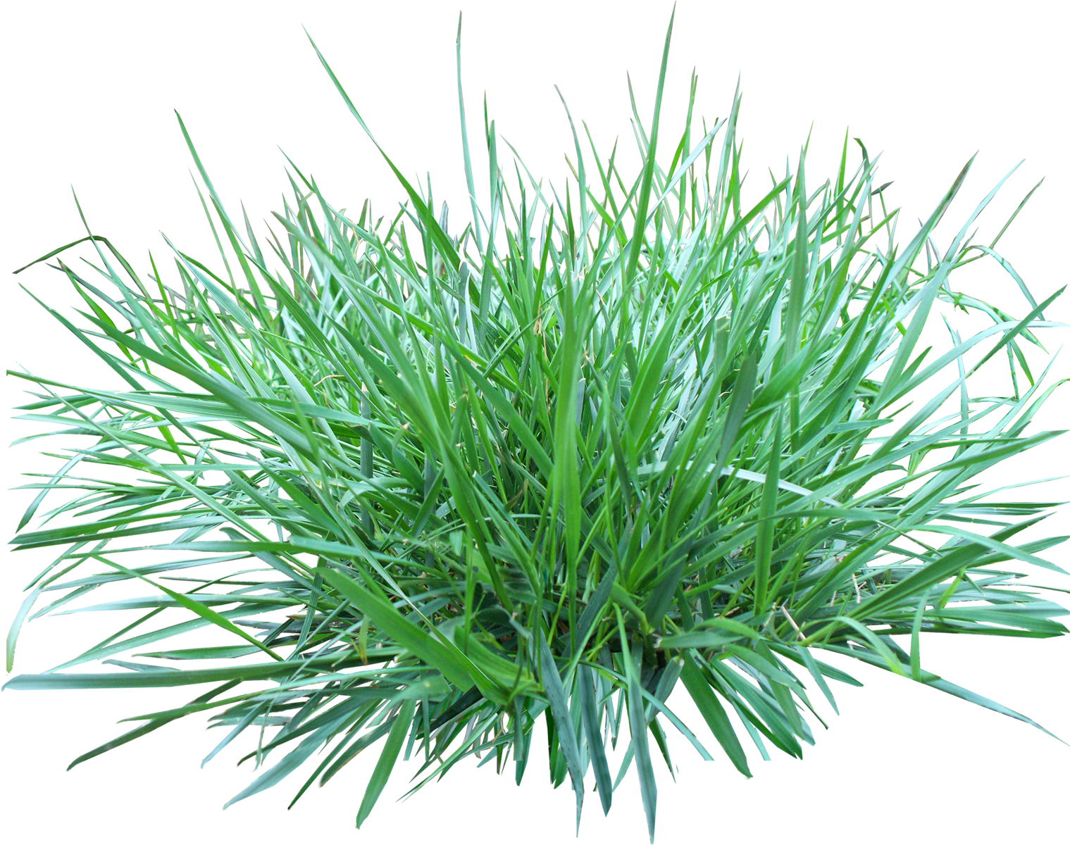 Herbe PNG Photo Fond
