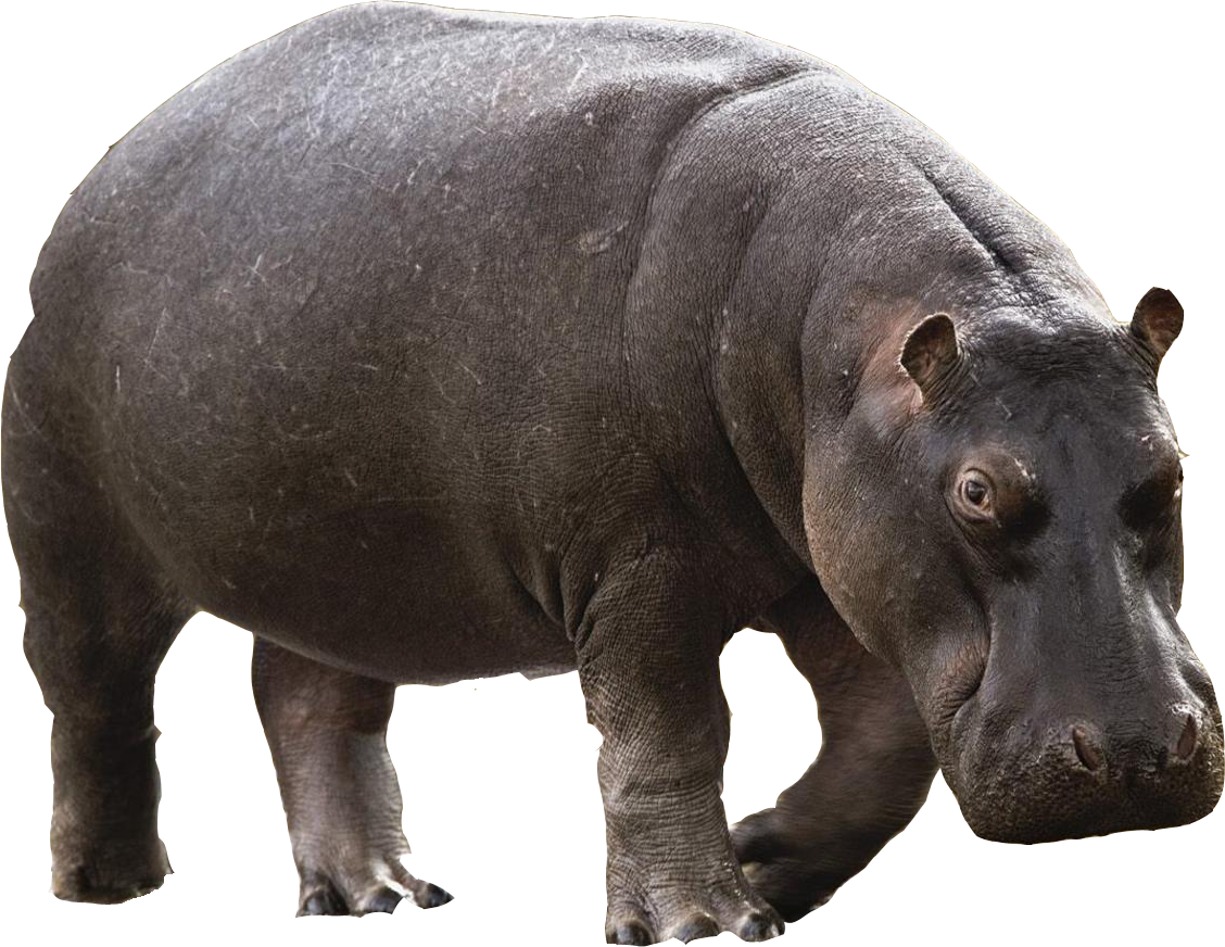 Hippopotame Fond PNG Image