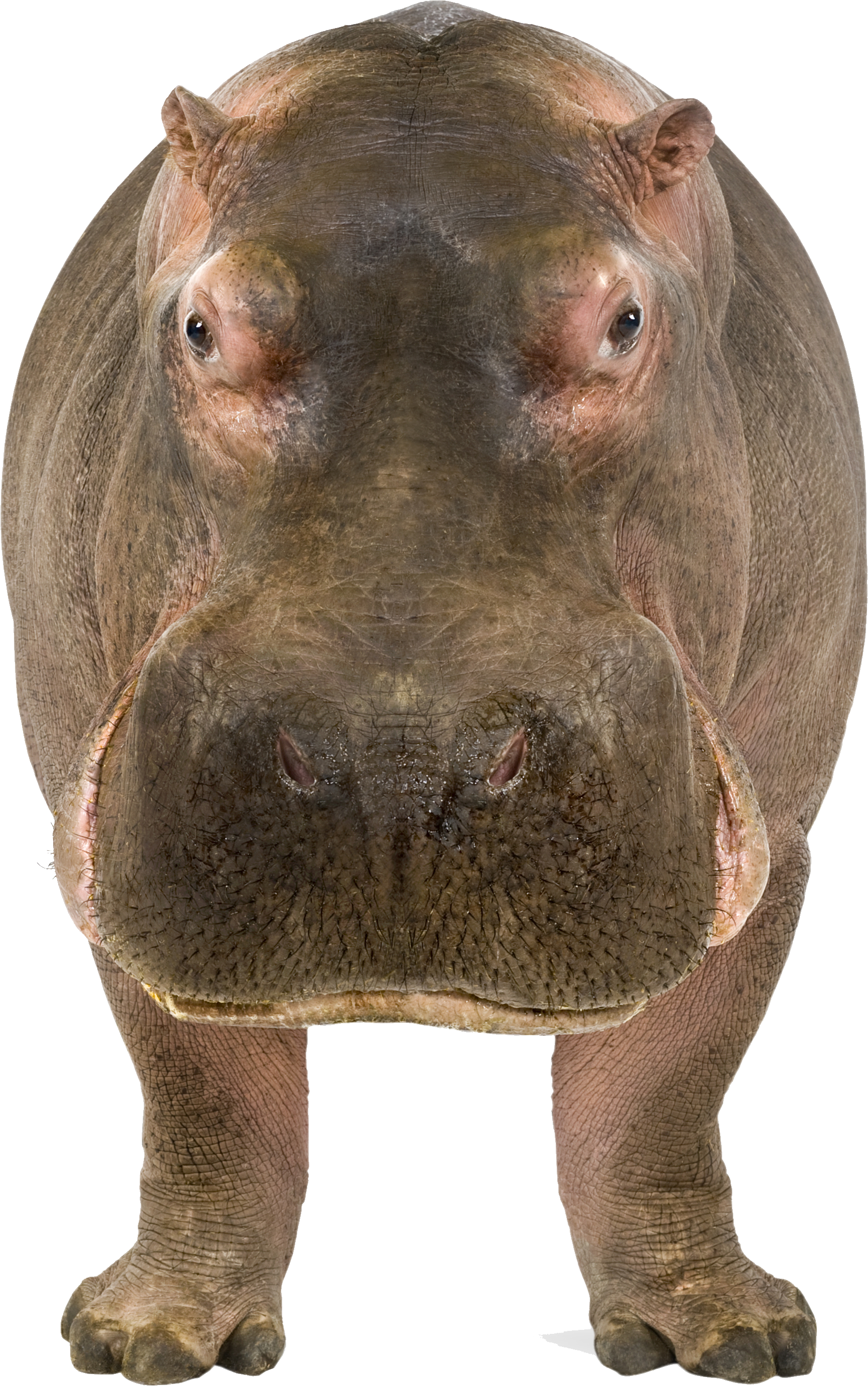 Hippopotame PNG Telecharger Fond