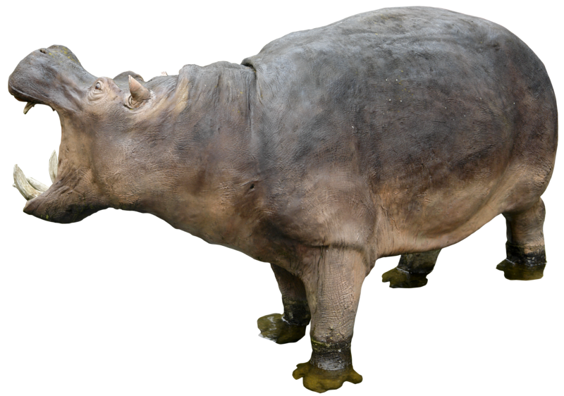 Hippopotame Telecharger PNG