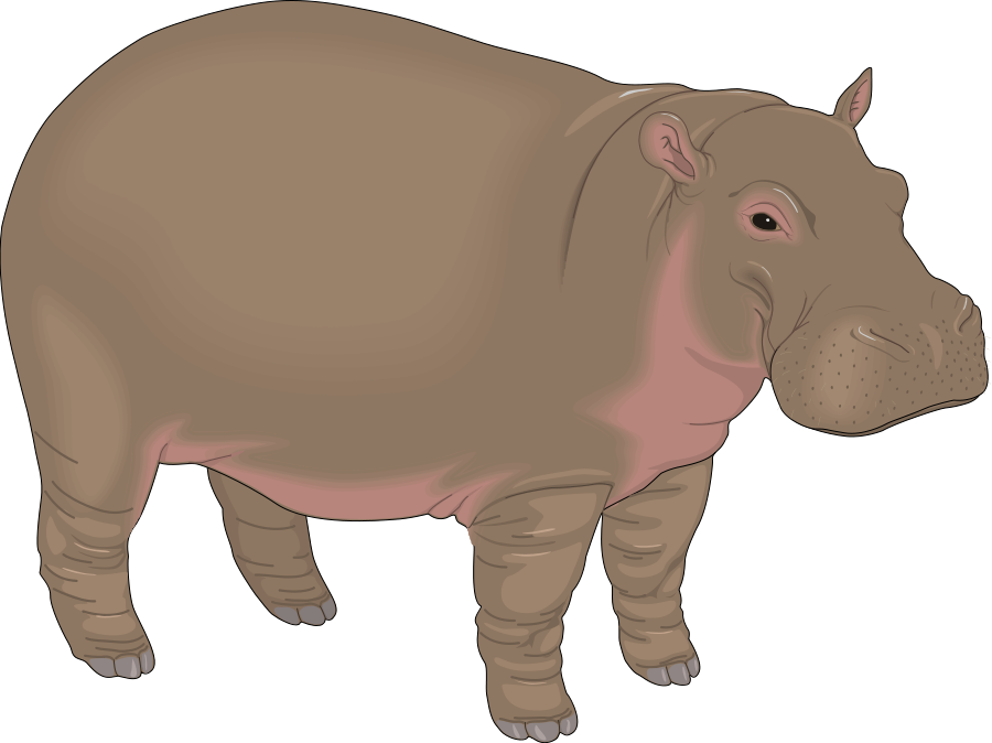 Hippopotame Transparentes PNG