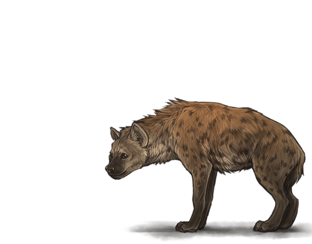 Hyène Transparentes PNG