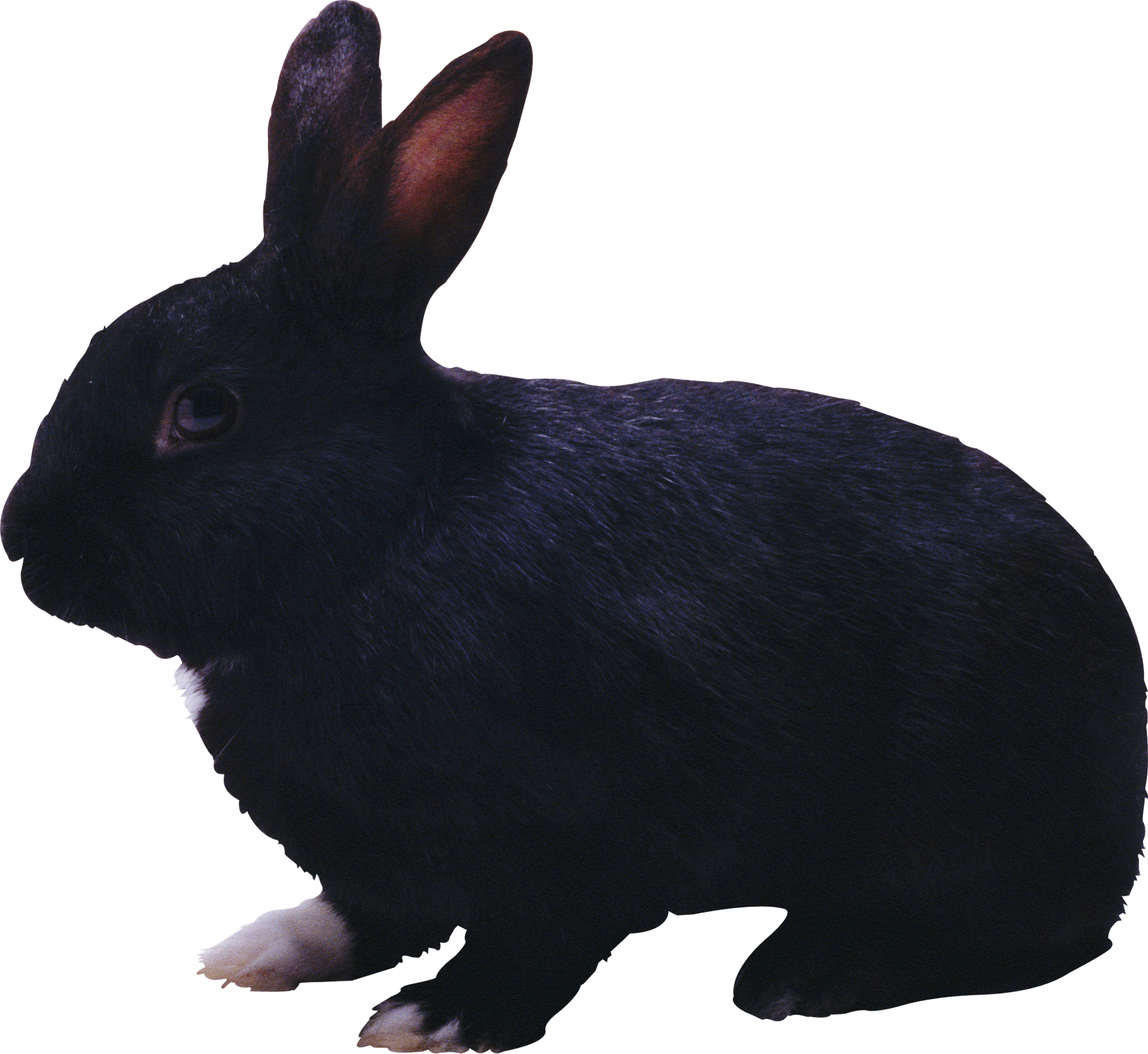 Lapin PNG Fond Telecharger
