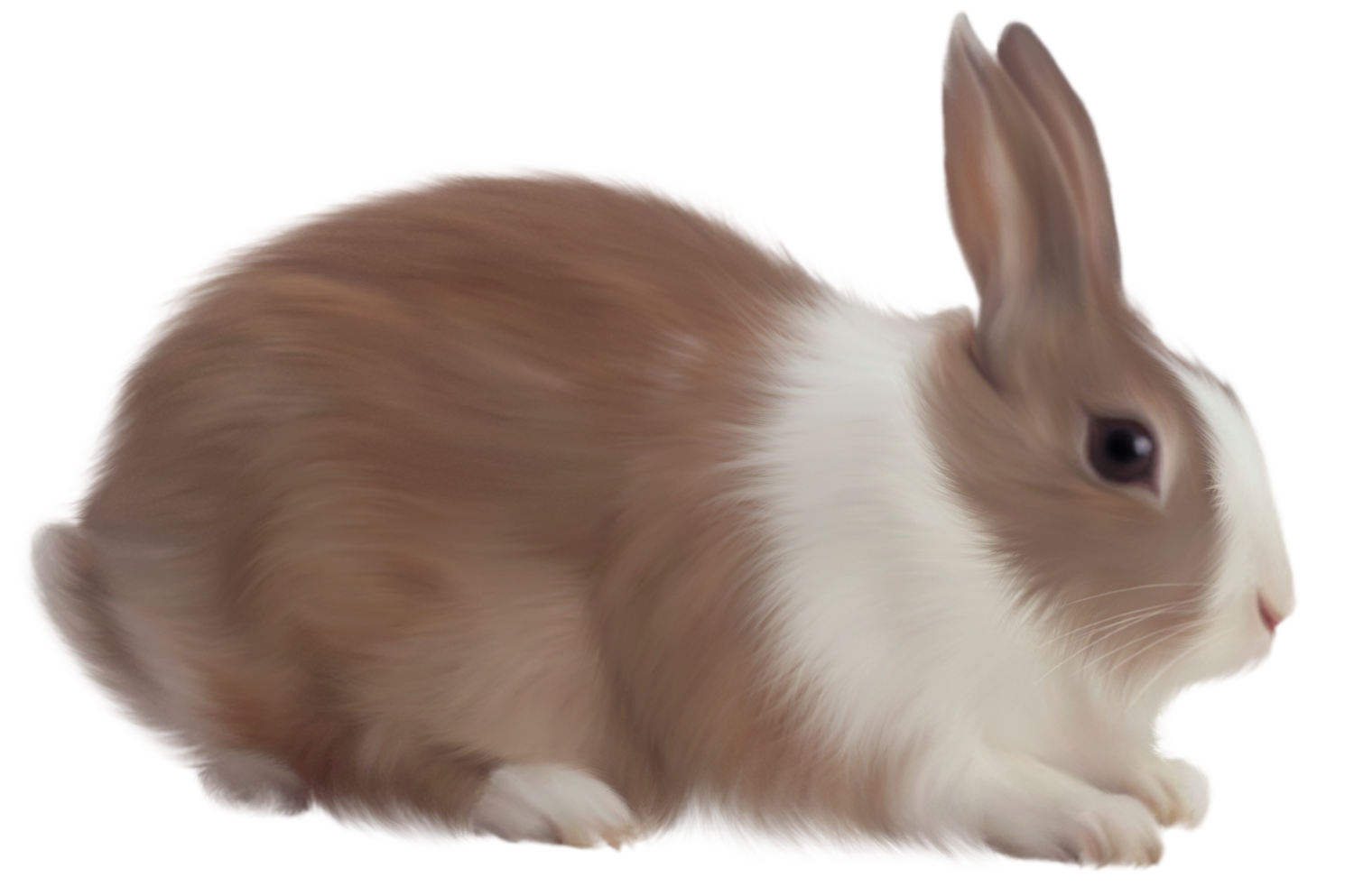 Lapin PNG Fond